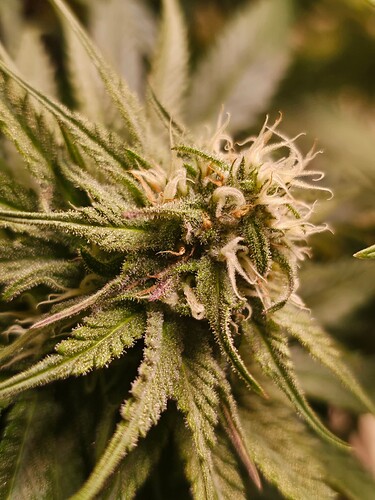 Growreport Bild 8