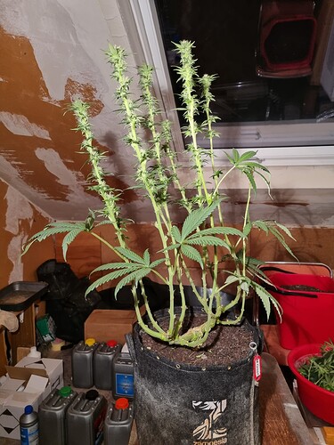 Growreport Bild 7