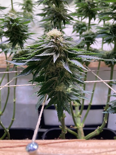 Growreport Bild 3
