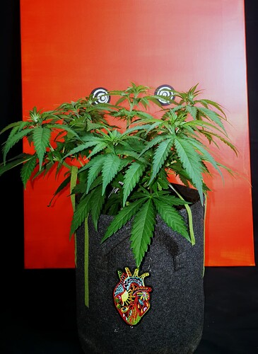 Growreport Bild 3