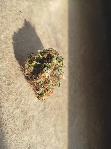 Growreport Bild 1