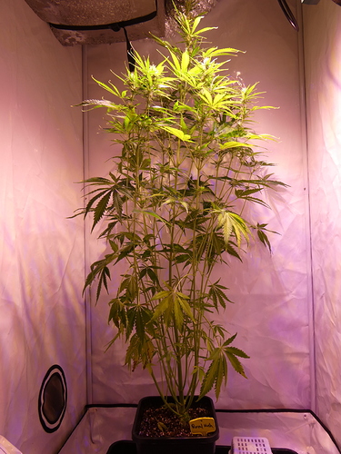Growreport Bild 1