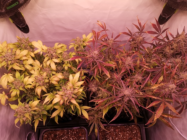 Growreport Bild 4