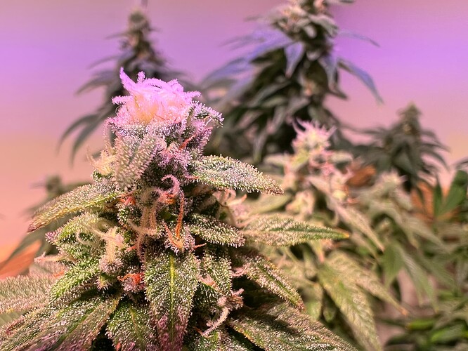 Growreport Bild 2