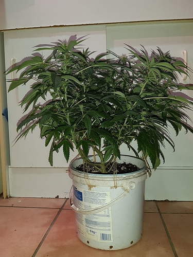 Growreport Bild 10