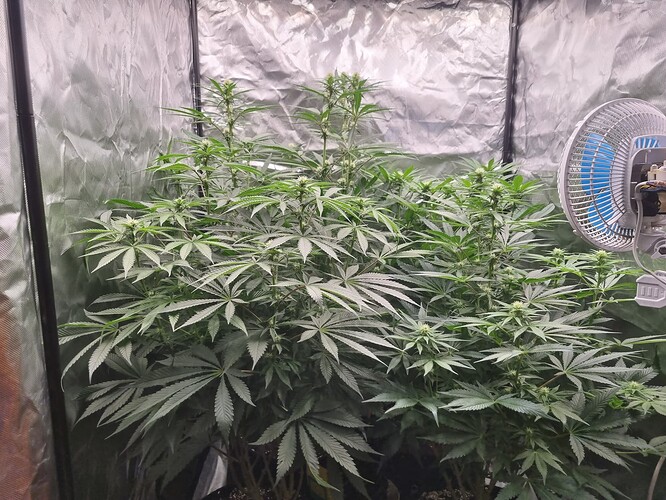 Growreport Bild 3