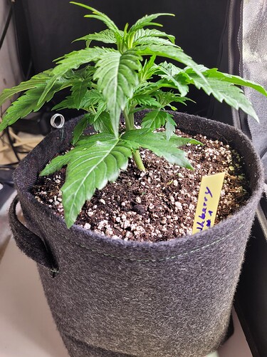 Growreport Bild 8