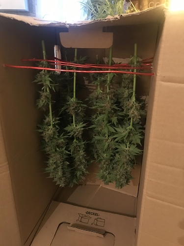 Growreport Bild 7