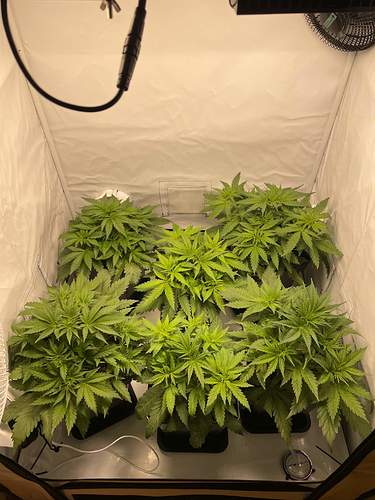 4969193_grow-journal-by-glen1818