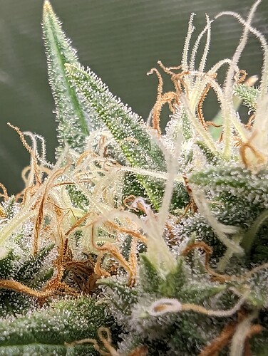Growreport Bild 4