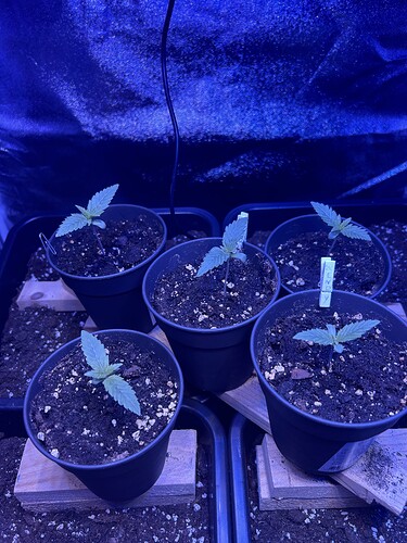 Growreport Bild 2