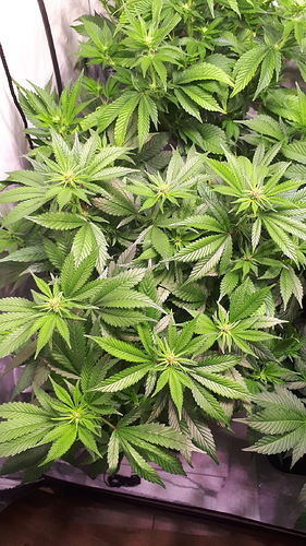 Growreport Bild 3