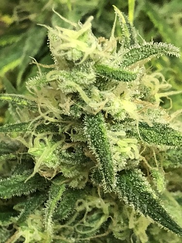 Growreport Bild 9