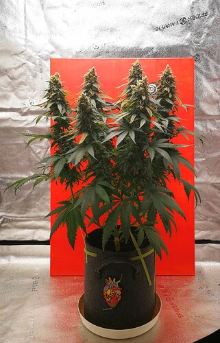 Growreport Bild 1