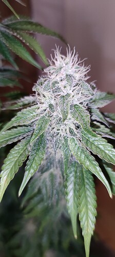 Growreport Bild 6
