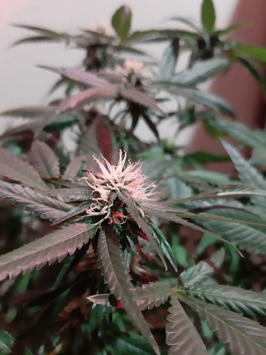 Growreport Bild 6