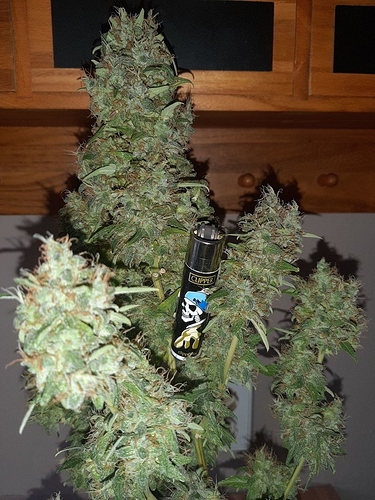 Growreport Bild 7