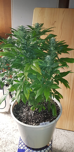 Growreport Bild 10