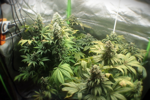Growreport Bild 10