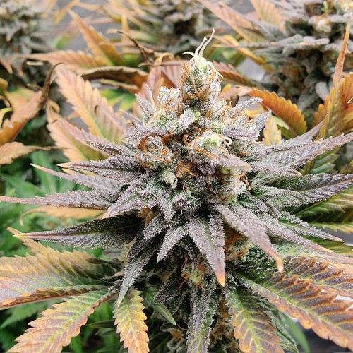 Growreport Bild 24
