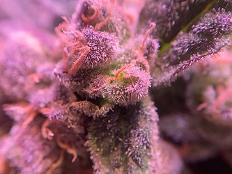 Growreport Bild 10