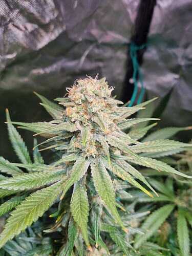 Growreport Bild 3