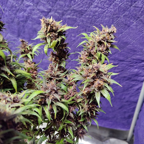 Growreport Bild 56