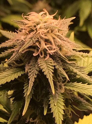 Growreport Bild 4