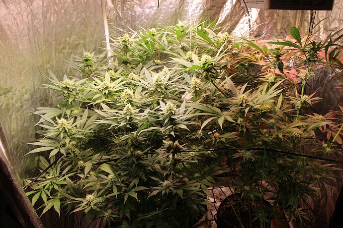 Growreport Bild 1