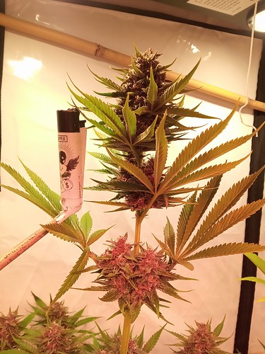 Growreport Bild 63