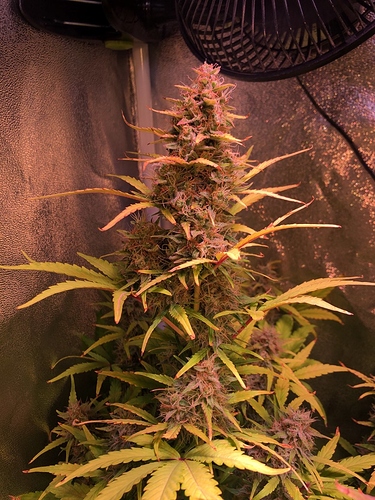 Growreport Bild 2
