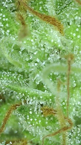 Growreport Bild 11