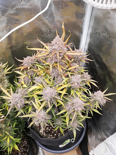 Mimosa_240120-1