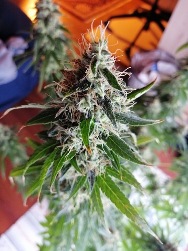 Growreport Bild 4