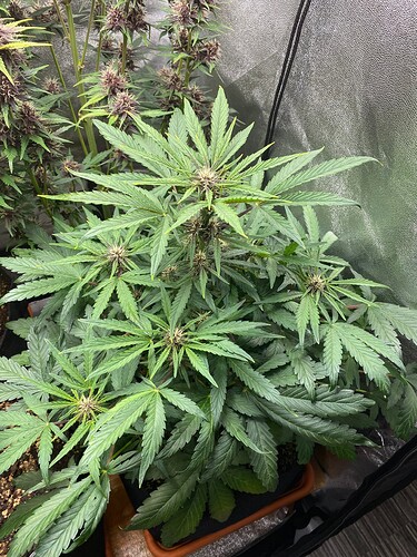 Growreport Bild 8