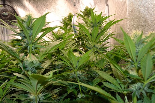 Growreport Bild 4