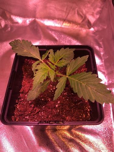 Growreport Bild 3