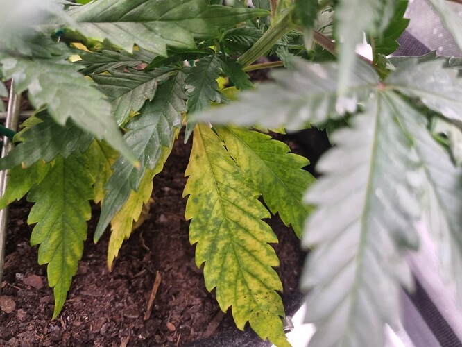 Growreport Bild 37
