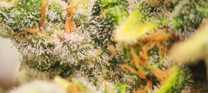 Growreport Bild 7