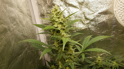Growreport Bild 16