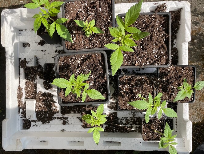 Growreport Bild 1