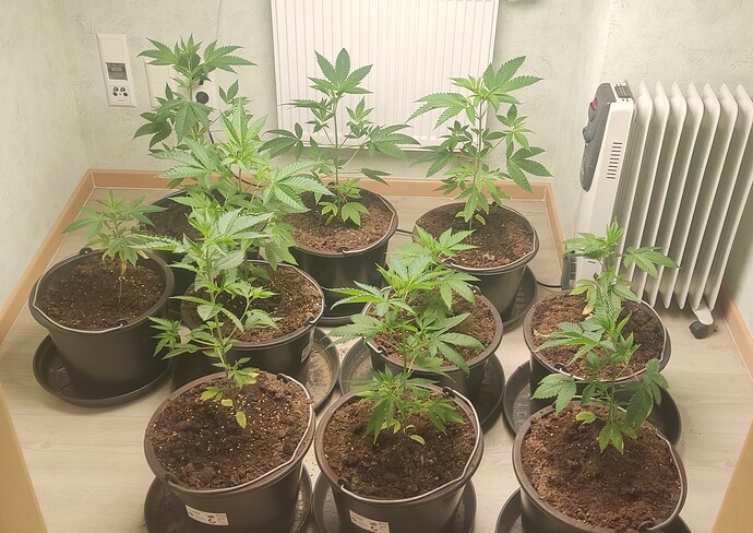 Growreport Bild 1