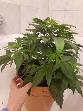 Growreport Bild 13