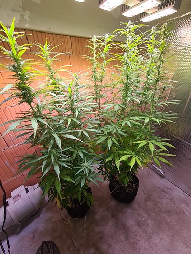 Growreport Bild 8