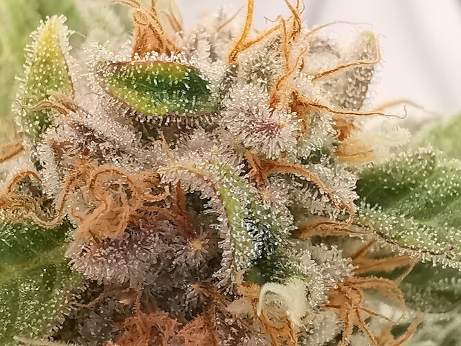 Growreport Bild 21