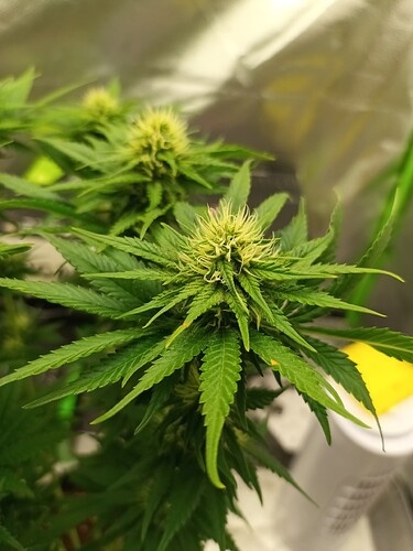Growreport Bild 9
