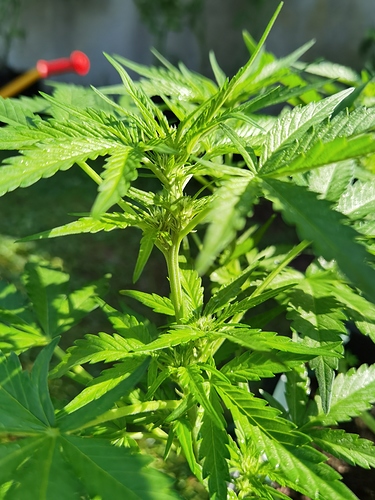 Growreport Bild 7