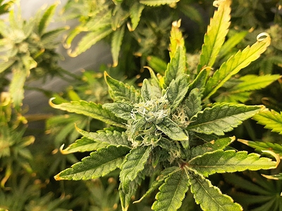 Growreport Bild 1