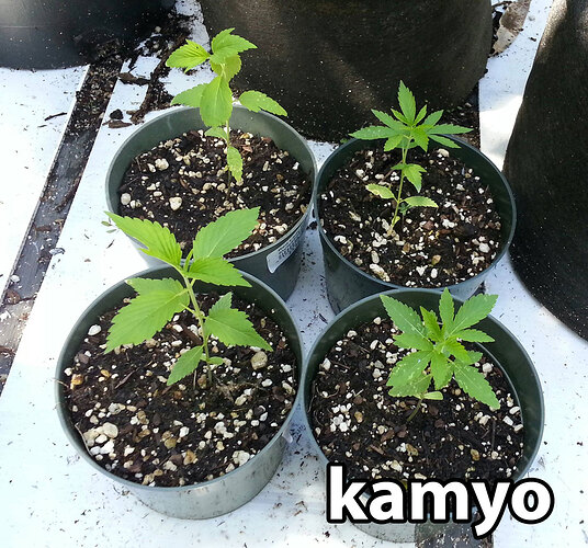 recessive-traits-breeding