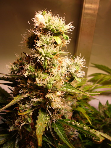 Growreport Bild 4